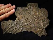 Large and rare highly detailed multi-crinoid fossil (220 mm) Jurassic Coast rock picture