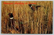 Two Pheasants in Straw, Pheasant Hunting in Kansas Postcard LC06-0341 picture
