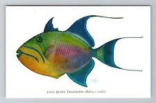 Chicago IL-Illinois, Queen Triggerfish, John G. Shedd Aquarium Vintage Postcard picture