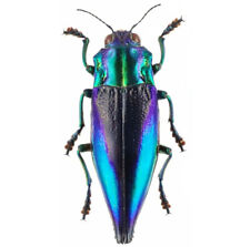 Cyphogastra calepyga ONE REAL BLUE VIOLET BUPRESTID BEETLE INDONESIA picture