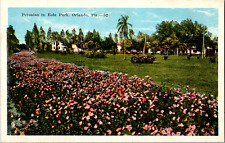 Vintage 1920's Petunias in Eola Park, Orlando Florida FL Postcard  picture