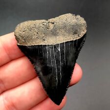 NC Great White Shark Tooth Fossil Sharks Teeth Fossils Ocean Ancient Meg picture