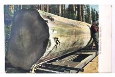 1909 Alaska Yukon Pacific Exposition Washington Logging Lumber Vintage Postcard  picture