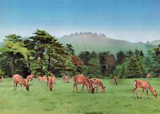 Nara Deer Park Japan Japanese Postcard Vtg #5 picture