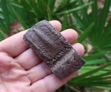 Giant Armadillo Fossil Scute Pleistocene Epoch Florida picture