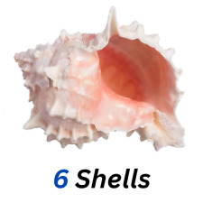 6 Large Natural Conch Seashells Pink Murex Rare Real Aquarium Home Decor Nice picture