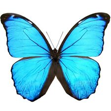 Morpho mene ONE REAL BUTTERFLY BLUE PAPERED UNMOUNTED WINGS CLOSED picture