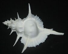 153 mm RARE HUGE Siratus Alabaster Murex Seashell #AA2 HUGE SIZE HARD TO FIND picture