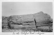 Postcard RPPC C-1910 Arizona Nielen Petrified Forest AZ24-1414 picture