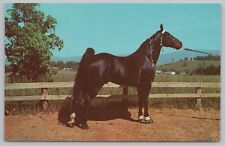 Animal~Champion Black Walking Horse~Vintage Postcard picture