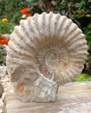 Large Fossil Ammonite Acanthoceras  Cretaceous Morocco 140mm Freestanding  picture