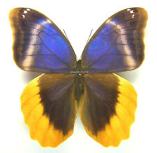 Unmounted Butterfly/Nymphalidae - Caligo uranus, FEMALE, 72mm A- picture
