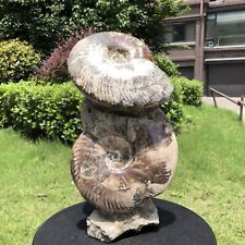 9.9LB Natural Large Beautiful Ammonite Fossil Conch Crystal Specimen Healing picture