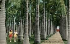 Postcard, Stately Royal Palms, Florida, McKee Jungle Gardens, Postcard picture