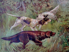 KING OF THE FIELD ANTIQUE 1894 IRISH SETTER POINTER HUNTING DOG PRINT JAMES 4015 picture