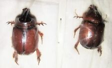 Dynastinae Dipelicus centratus A1 PAIR 15mm from JAVA - #4119 picture