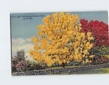 Postcard The Golden Shower Tree Florida USA picture