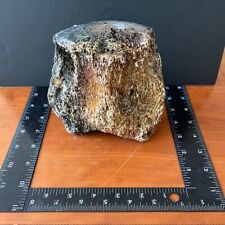 Assorted Fossilized Whale Vertebrae picture