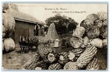 1910 Exaggerated Corn Cabbage Sheaves Horse Women Ottumwa IA RPPC Photo Postcard picture
