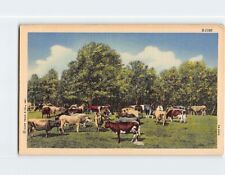 Postcard Cows in the Field Farm Scene picture