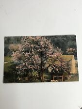 Antique Post Card Early 1900s Cottage Chic Unique Tree Unposted Divided Back picture
