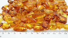 WHOLESALE 20 Baltic LARGER Amber Insects | Certified | Buy more with Discount picture