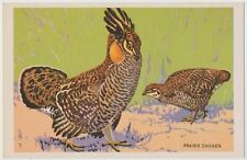Prairie Chicken - National Wildlife Federation Wild Bird Postcard 1939 picture