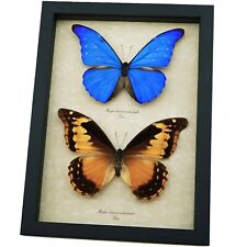 Rare Blue Morpho Butterflies Real Framed Morpho rhetenor cacica Pair Taxidermy D picture