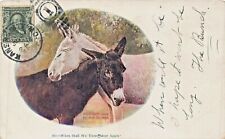 WHEN WILL WE THREE MEET AGAIN-WHITE & BROWN DONKEYS~1905 EMBOSSED POSTCARD  picture