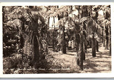 RPPC Postcard Hawaii Orchids and Tree Ferns Hawaiian Islands Real Photo HI Plant picture