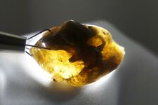 Darwin Glass -- 5g - Austalite - Darwinite - tektite - impactite #win41. picture