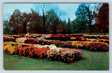 Vintage Postcard Chrysanthemums Kingwood Center Mansfield Ohio picture