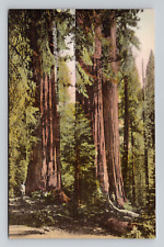 Postcard Sequoia National Park California CA, Vintage Albertype G1 picture