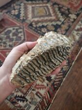 ICE AGE FOSSIL WOOLLY MAMMOTH TOOTH Ex Sotheby's Chicago picture