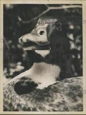 1963 Press Photo Skip, the Duck, in New York - tua88121 picture