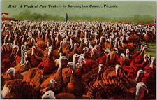 Postcard VA Flock of Fine Turkeys in Rockingham County picture