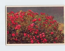 Postcard Alpine Rhododendron picture