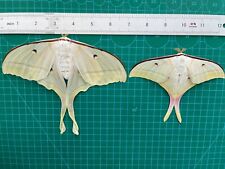 Pair Real Luna Moth Spread Specimen Taxidermy Butterfly Art Gallery Collection picture