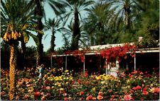 Vtg Palm Springs California CA Shields Rose Garden Coachella Valley Postcard picture