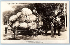 Okotoks Alberta Canada Postcard We Grow Exaggerated Cabbages 1949 RPPC Photo picture