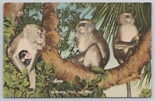 Postcard The Monkey Jungle near Miami, Florida PM 1947 Vintage Linen picture