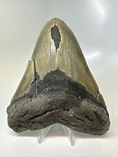 Megalodon Shark Tooth 5.64” Huge - Authentic Fossil - Wide 15808 picture