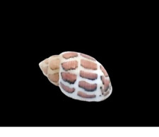 Rare Acteon Eloiseae Specimen Shell, Collectors Large 1 Inch GEM picture