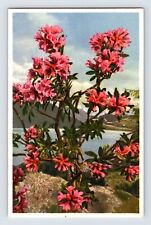 Postcard Rusty Leaved Alpine Rose Flower Thor Gyger Stehli Series 1940s Unposted picture