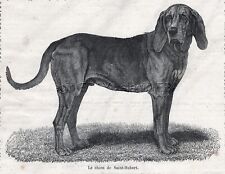 Dog Bloodhound Saint Hubert Hound Foundation Breed 1870s Antique Engraving Print picture