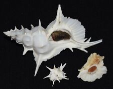 MURICIDAE SPECIES SET #1 (alabaster, longicornis, foliatum), seashell, Murex  picture