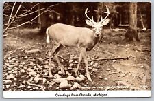 Greetings Oscoda Michigan Buck Deer Scenic Wildlife BW Cancel WOB Postcard picture
