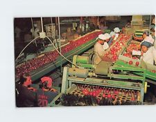 Postcard Packing Apples In Central Georgia USA picture
