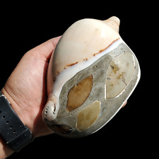 AMAZING Sea Shell GIANT Gastropod Fossil West Java Indonesia 902 gr picture