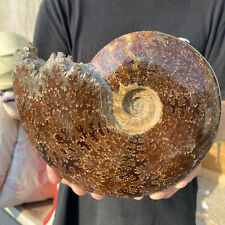 4.1lb Natural Beautiful Ammonite Fossil Conch Crystal Specimen Healing picture
